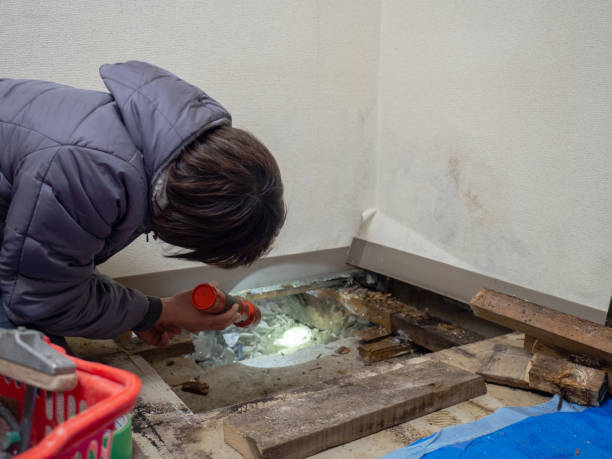 Best Mold Damage Restoration  in Country Clu, MO