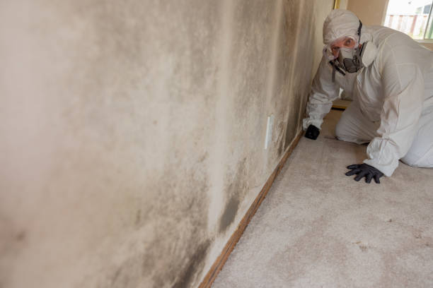 Reliable Country Clu, MO Mold Removal Solutions